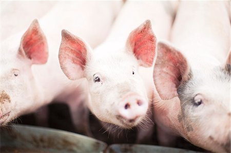 High angle view of pigs Photographie de stock - Premium Libres de Droits, Code: 6102-07158343