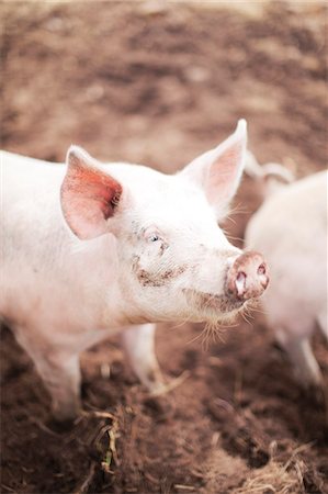 pig - Close-up of piglet Stock Photo - Premium Royalty-Free, Code: 6102-07158344
