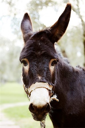 Headshot of donkey Photographie de stock - Premium Libres de Droits, Code: 6102-07158383