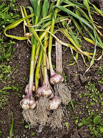 High angle view of garlic Photographie de stock - Premium Libres de Droits, Code: 6102-07158310