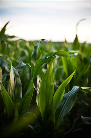 field close up - Close-up of corn plants, Gotland, Sweden Stock Photo - Premium Royalty-Free, Code: 6102-07282658