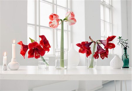 flowers in a row - Amaryllis flowers on windowsill Foto de stock - Sin royalties Premium, Código: 6102-07282667