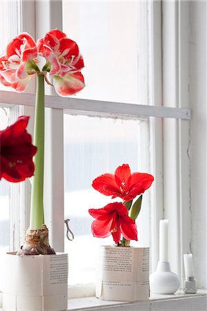 Amaryllis flowers on windowsill Foto de stock - Sin royalties Premium, Código: 6102-07282669