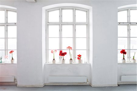 Amaryllis flowers on windowsill Stock Photo - Premium Royalty-Free, Code: 6102-07282670