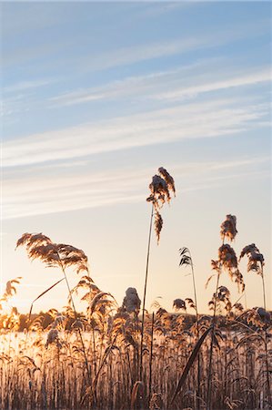 Reed in sunset, Sweden Stock Photo - Premium Royalty-Free, Code: 6102-07282606