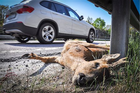 Dead deer on side of road, close-up Stock Photo - Premium Royalty-Free, Code: 6102-07282625