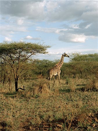Giraffe on savannah, Tanzania Stock Photo - Premium Royalty-Free, Code: 6102-07455726