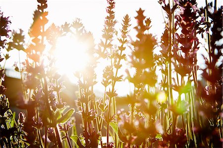 Sun shinning through lavender, Stockholm, Sweden Foto de stock - Sin royalties Premium, Código: 6102-07455810