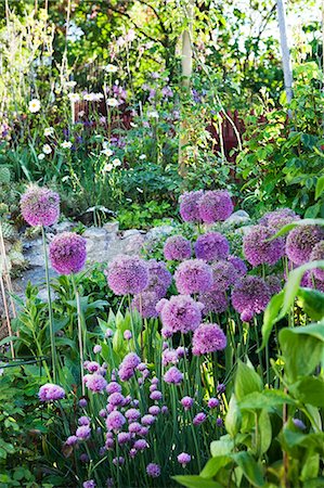 Flowering allium in garden, Stockholm, Sweden Foto de stock - Sin royalties Premium, Código: 6102-07521506