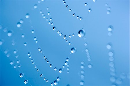 dew - Water drops on cobweb on blue background Stock Photo - Premium Royalty-Free, Code: 6102-07602479