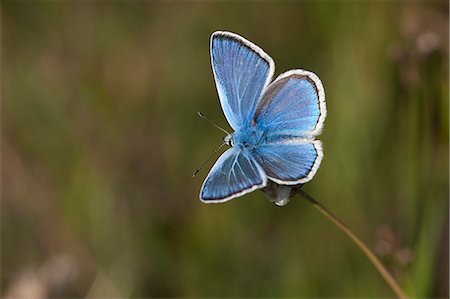 Turquoise blue butterfly, Sweden Foto de stock - Sin royalties Premium, Código: 6102-07602680