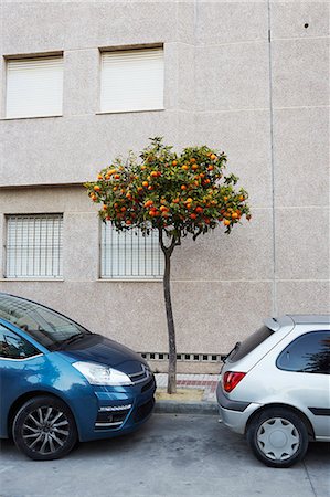 Orange tree in city, Seville, Spain Photographie de stock - Premium Libres de Droits, Code: 6102-07602773