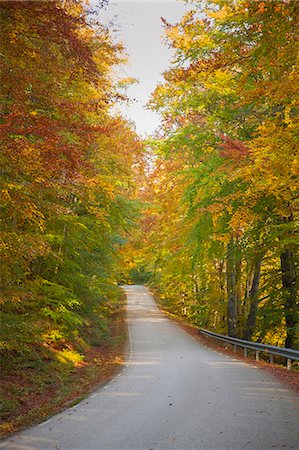 simsearch:6102-08384061,k - Road going through autumn forest, Ronneby, Blekinge, Sweden Stock Photo - Premium Royalty-Free, Code: 6102-07602809