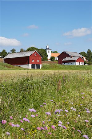 red flowers in a field - Blossoming meadow, buildings in background, Vastergotland, Sweden Stock Photo - Premium Royalty-Free, Code: 6102-07602977