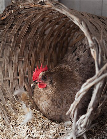 poulailler - Hen in basket Photographie de stock - Premium Libres de Droits, Code: 6102-07602924