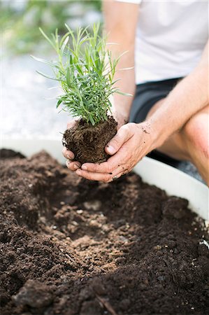 simsearch:6102-06777743,k - Man planting lavender plant, Sweden Photographie de stock - Premium Libres de Droits, Code: 6102-07768469