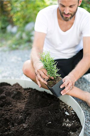 Mid adult man planting lavender plant, Sweden Stock Photo - Premium Royalty-Free, Code: 6102-07768470