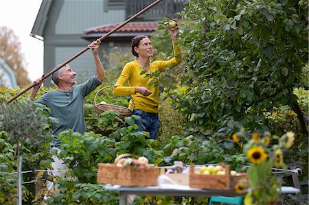 fruit orchards of europe - Mature couple picking apples, Stockholm, Sweden Stock Photo - Premium Royalty-Free, Code: 6102-07768568