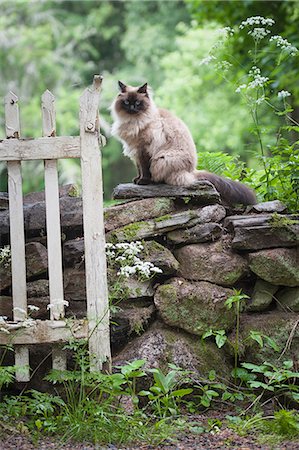 domestic cat and outdoors and nobody - Cat sitting on stone wall Stock Photo - Premium Royalty-Free, Code: 6102-07769097