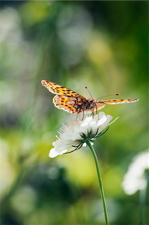 Butterfly on flower Photographie de stock - Premium Libres de Droits, Code: 6102-07769169