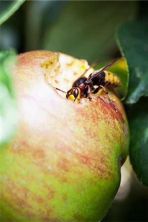 simsearch:6102-08520668,k - Wasp on apple Stock Photo - Premium Royalty-Free, Code: 6102-07769176