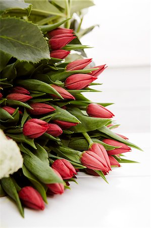 Red tulips Stock Photo - Premium Royalty-Free, Code: 6102-07769261