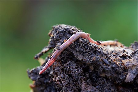 Close-up of earth worm Stockbilder - Premium RF Lizenzfrei, Bildnummer: 6102-07769295