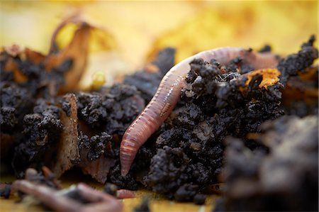 Close-up of earth worm Foto de stock - Sin royalties Premium, Código: 6102-07769296