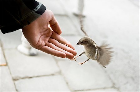 flying bird human hand - Person feeding bird, close-up Foto de stock - Sin royalties Premium, Código: 6102-07769374