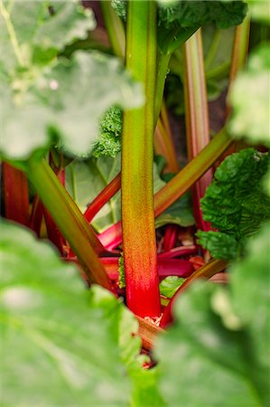 rhubarbe - Close-up of rhubarb Photographie de stock - Premium Libres de Droits, Code: 6102-07769303
