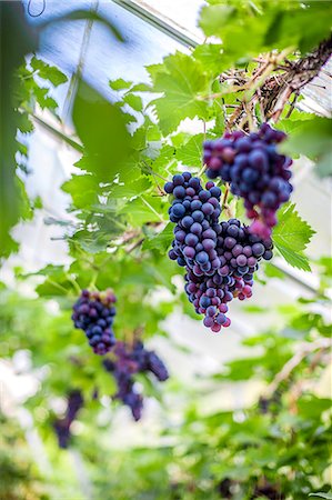 simsearch:6102-08520668,k - Low angle view of red grapes Stock Photo - Premium Royalty-Free, Code: 6102-07769301