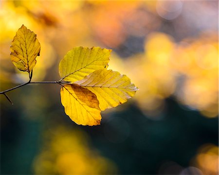 Close-up of yellow leaves Stock Photo - Premium Royalty-Free, Code: 6102-07789554