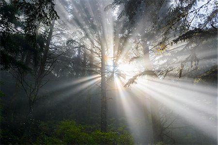 Sunbeams in forest Stock Photo - Premium Royalty-Free, Code: 6102-07789555