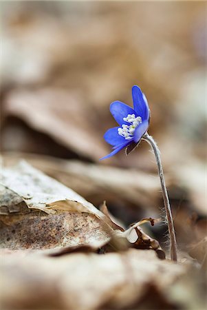 Close-up of blue flower Photographie de stock - Premium Libres de Droits, Code: 6102-07789569