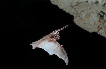 fly - Bat flying Stock Photo - Premium Royalty-Free, Code: 6102-07789578