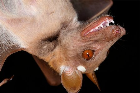 fliegen - Bat, close-up Photographie de stock - Premium Libres de Droits, Code: 6102-07789581