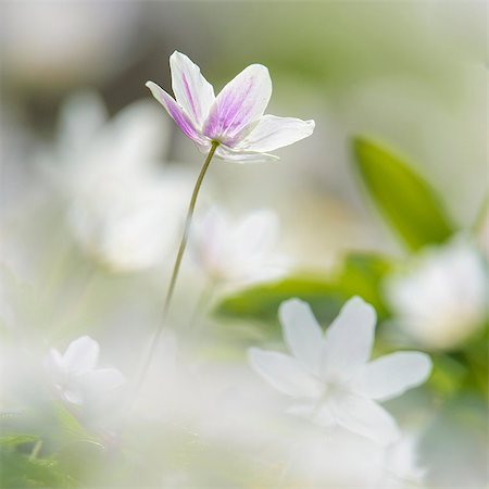 simsearch:6102-08994936,k - Close-up of wood anemone, Blekinge, Sweden Photographie de stock - Premium Libres de Droits, Code: 6102-07789531