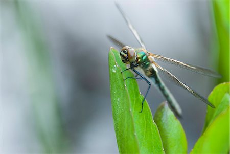 Close-up of dragonfly Photographie de stock - Premium Libres de Droits, Code: 6102-07789535