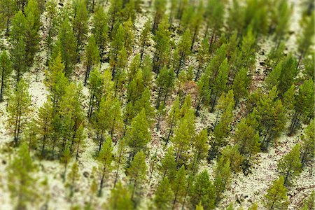 pin - Aerial view of forest Photographie de stock - Premium Libres de Droits, Code: 6102-07789776