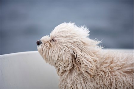 simsearch:400-03921833,k - White dog Photographie de stock - Premium Libres de Droits, Code: 6102-07789961
