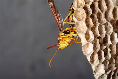 Close-up of insect Photographie de stock - Premium Libres de Droits, Code: 6102-07790067