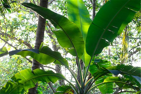 simsearch:6102-03866399,k - Plants in rainforest Foto de stock - Sin royalties Premium, Código: 6102-07790065