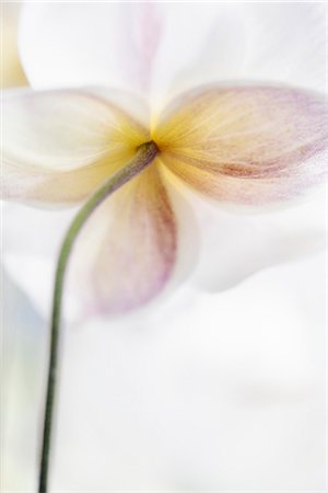 simsearch:6102-03905562,k - Close-up of white flower Photographie de stock - Premium Libres de Droits, Code: 6102-07790070