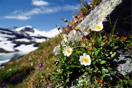 simsearch:6102-08760203,k - Close-up of white flowers Photographie de stock - Premium Libres de Droits, Code: 6102-07790093