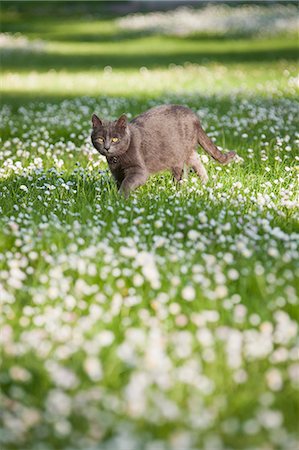 Cat walking on meadow Photographie de stock - Premium Libres de Droits, Code: 6102-07790000