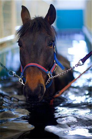 swimming and indoor - Horse having hydrotherapy treatment Foto de stock - Sin royalties Premium, Código: 6102-07790141