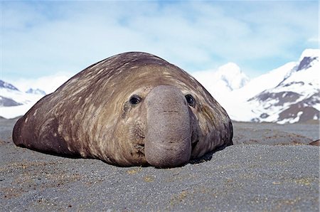 phoque crâbier - Walrus Foto de stock - Sin royalties Premium, Código: 6102-07790126