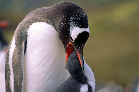 pingüino gentoo - Penguin feeding young Foto de stock - Sin royalties Premium, Código: 6102-07790128