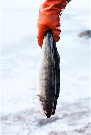 pêche dans la glace - Human hand holding two dead fish Photographie de stock - Premium Libres de Droits, Code: 6102-07842779