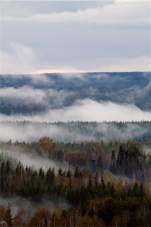 Fog over forest Photographie de stock - Premium Libres de Droits, Code: 6102-07842701